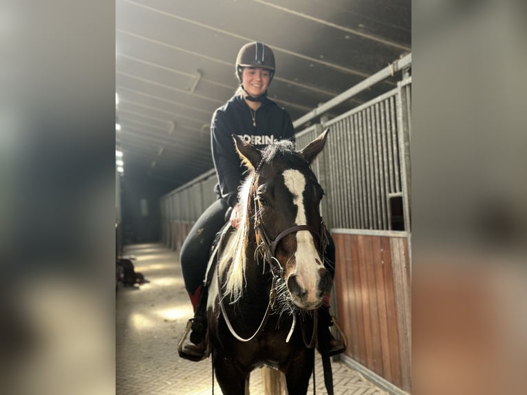 American Quarter Horse Stute 4 Jahre 150 cm Tobiano-alle-Farben in Alphen aan den Rijn