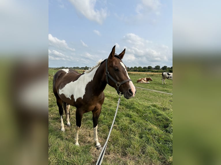 American Quarter Horse Stute 4 Jahre 150 cm Tobiano-alle-Farben in Alphen aan den Rijn