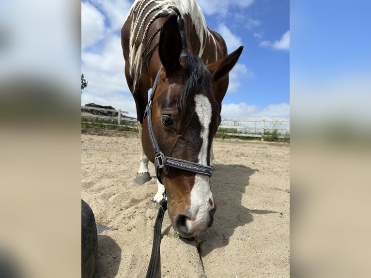 American Quarter Horse Stute 4 Jahre 150 cm Tobiano-alle-Farben in Alphen aan den Rijn