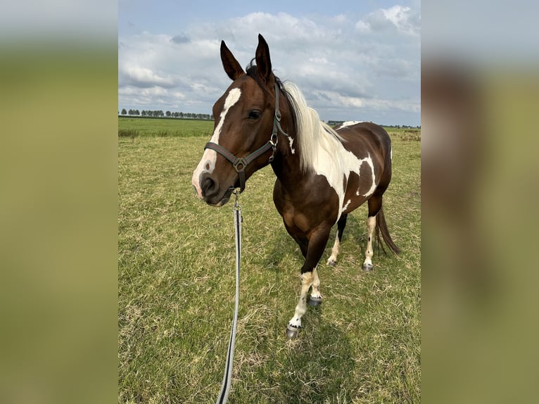 American Quarter Horse Stute 4 Jahre 150 cm Tobiano-alle-Farben in Alphen aan den Rijn