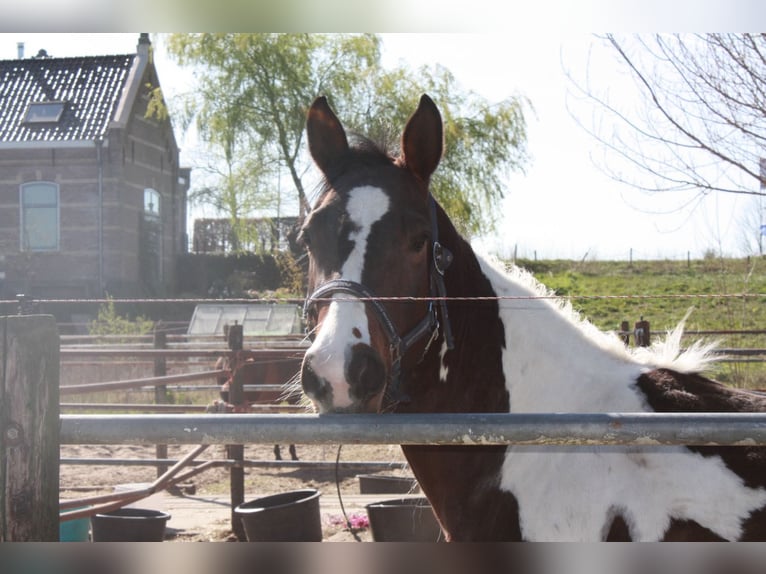 American Quarter Horse Stute 4 Jahre 150 cm Tobiano-alle-Farben in Alphen aan den Rijn