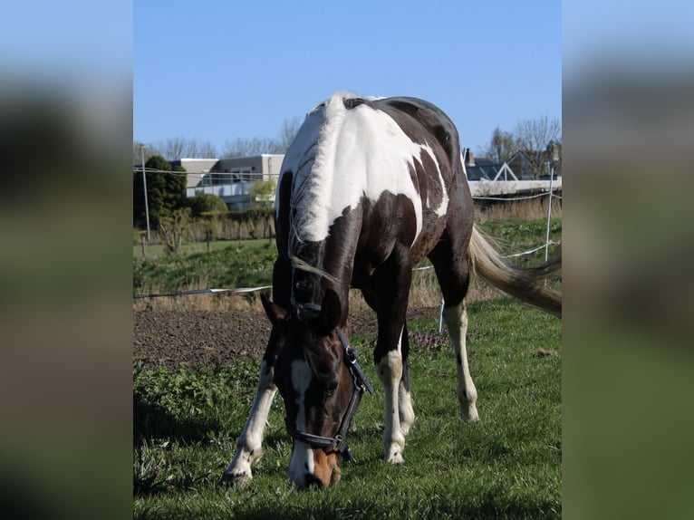 American Quarter Horse Stute 4 Jahre 150 cm Tobiano-alle-Farben in Alphen aan den Rijn