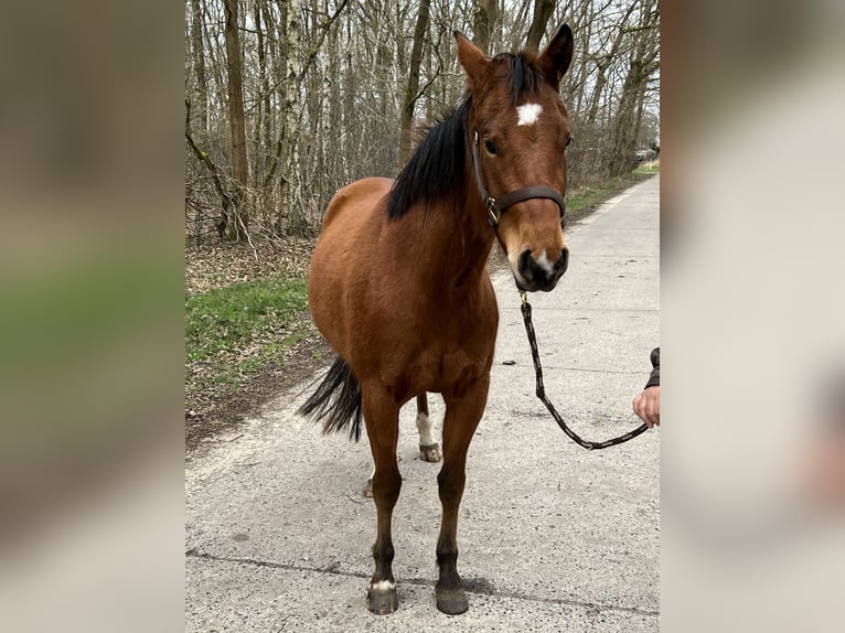 American Quarter Horse Stute 4 Jahre 150 cm in Tespe