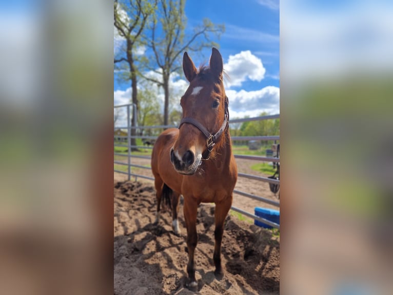 American Quarter Horse Stute 4 Jahre 150 cm in Tespe