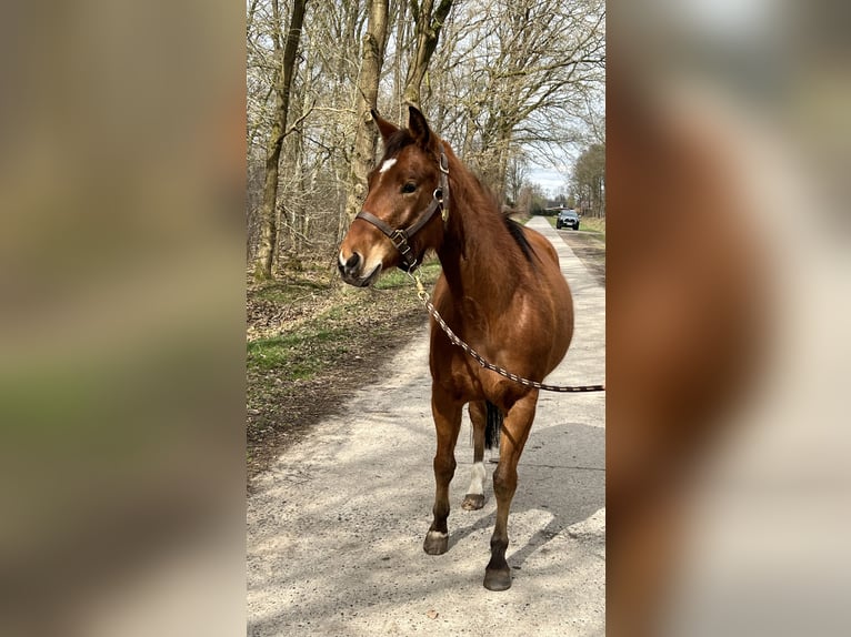 American Quarter Horse Stute 4 Jahre 150 cm in Tespe