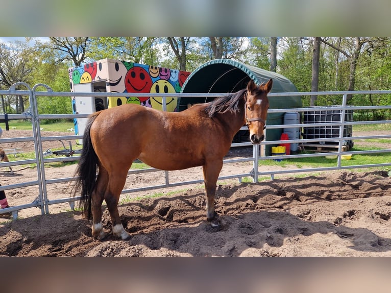 American Quarter Horse Stute 4 Jahre 150 cm in Tespe