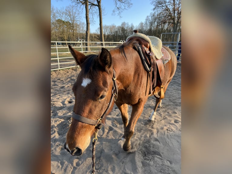 American Quarter Horse Stute 4 Jahre 150 cm in Tespe