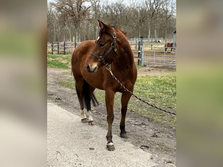 American Quarter Horse Stute 4 Jahre 150 cm in Tespe