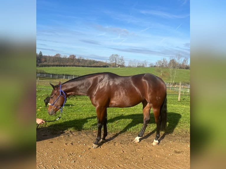American Quarter Horse Stute 4 Jahre 151 cm Brauner in Freystadt