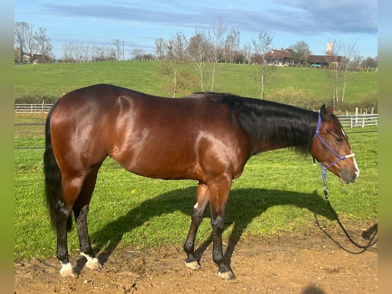 American Quarter Horse Stute 4 Jahre 151 cm Brauner in Freystadt