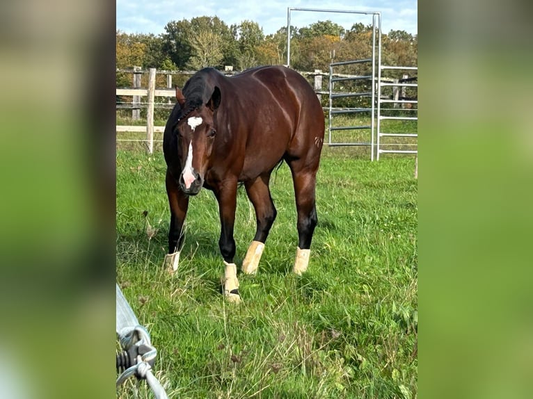American Quarter Horse Stute 4 Jahre 151 cm Brauner in Freystadt