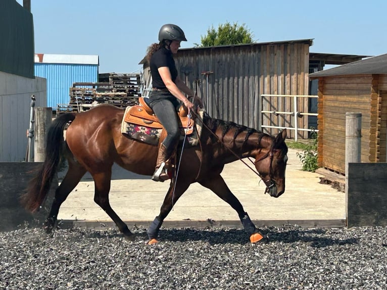 American Quarter Horse Stute 4 Jahre 151 cm Brauner in Meerbusch