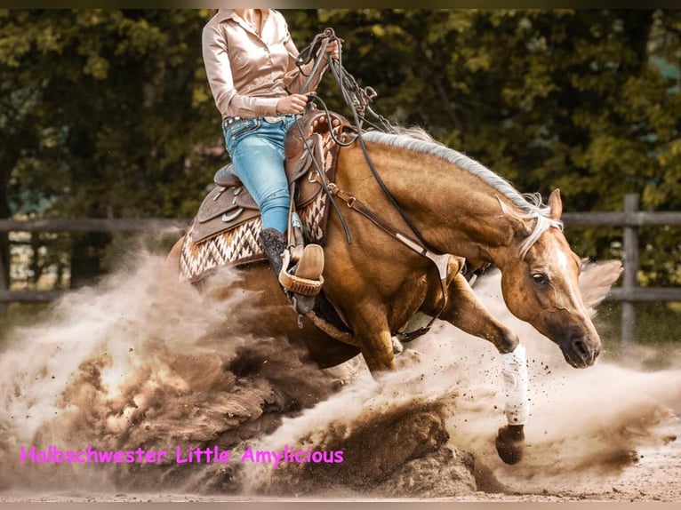 American Quarter Horse Stute 4 Jahre 151 cm Brauner in Meerbusch