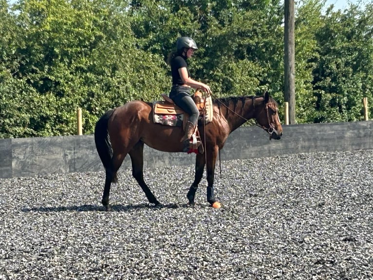 American Quarter Horse Stute 4 Jahre 151 cm Brauner in Meerbusch