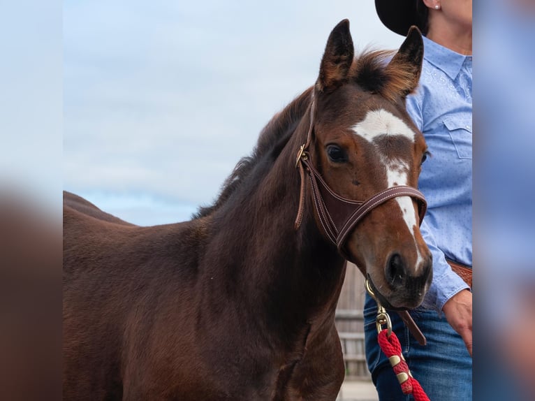 American Quarter Horse Stute 4 Jahre 151 cm Brauner in Meerbusch