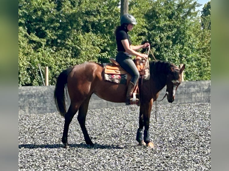 American Quarter Horse Stute 4 Jahre 151 cm Brauner in Meerbusch