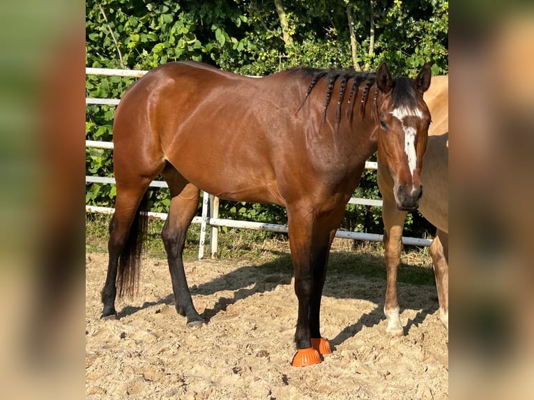 American Quarter Horse Stute 4 Jahre 151 cm Brauner in Meerbusch
