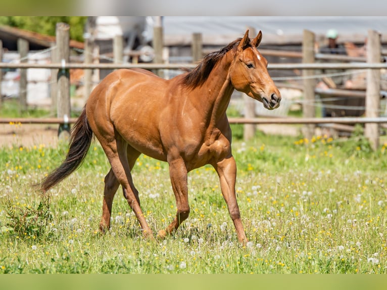 American Quarter Horse Stute 4 Jahre 151 cm Fuchs in Ottenhofen
