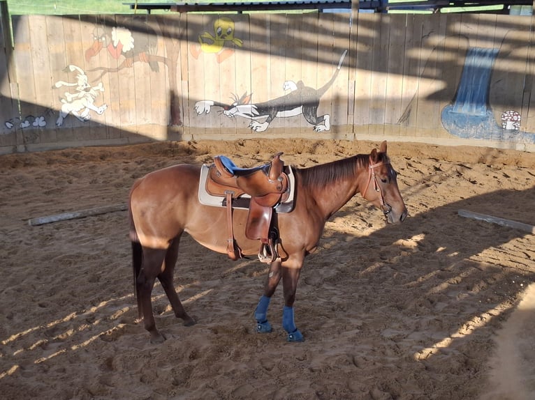 American Quarter Horse Stute 4 Jahre 151 cm Fuchs in Ottenhofen
