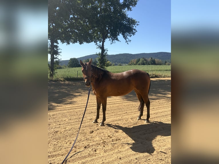 American Quarter Horse Stute 4 Jahre 152 cm Brauner in Arnbruck