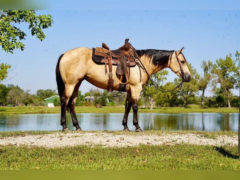 American Quarter Horse Stute 4 Jahre 152 cm Buckskin in Corsica