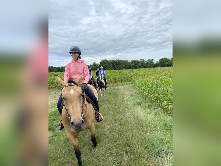 American Quarter Horse Stute 4 Jahre 152 cm Buckskin in FröndenbergFröndenberg