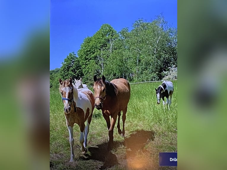 American Quarter Horse Stute 4 Jahre 152 cm Buckskin in FröndenbergFröndenberg