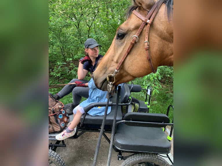 American Quarter Horse Stute 4 Jahre 152 cm Buckskin in FröndenbergFröndenberg