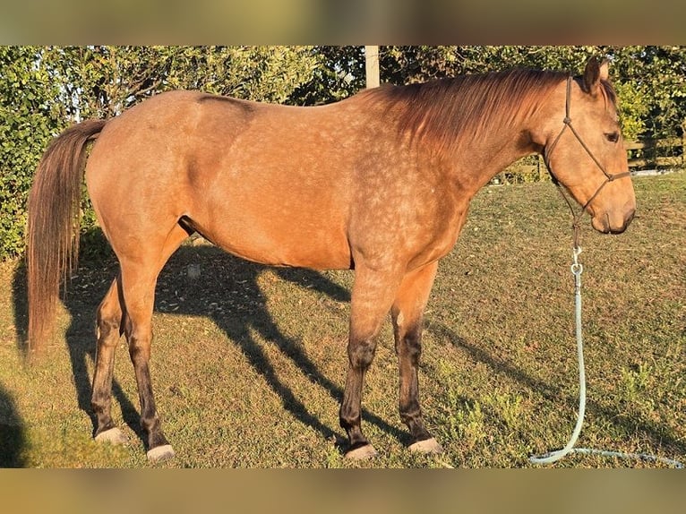 American Quarter Horse Stute 4 Jahre 152 cm Buckskin in Pontiac