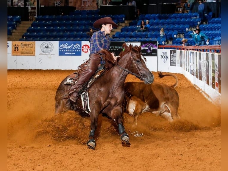 American Quarter Horse Stute 4 Jahre 152 cm Dunkelfuchs in Ravenna