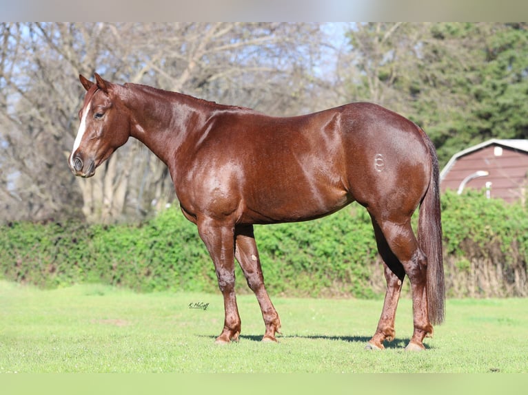 American Quarter Horse Stute 4 Jahre 152 cm Dunkelfuchs in Ravenna