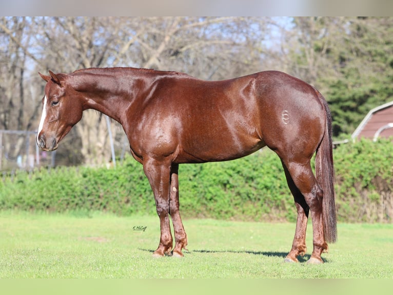 American Quarter Horse Stute 4 Jahre 152 cm Dunkelfuchs in Ravenna