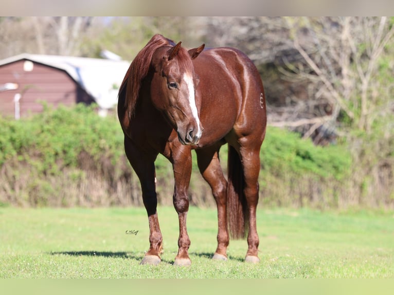 American Quarter Horse Stute 4 Jahre 152 cm Dunkelfuchs in Ravenna