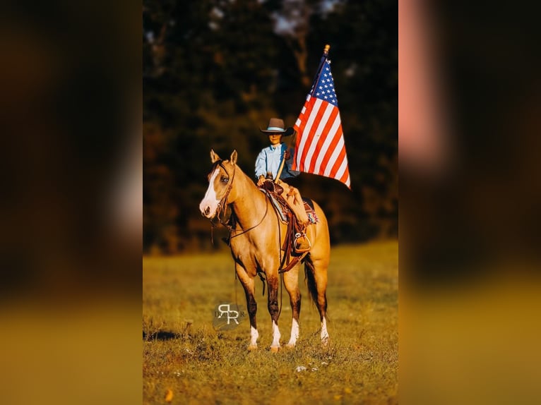 American Quarter Horse Stute 4 Jahre 152 cm Falbe in Lyles, TN