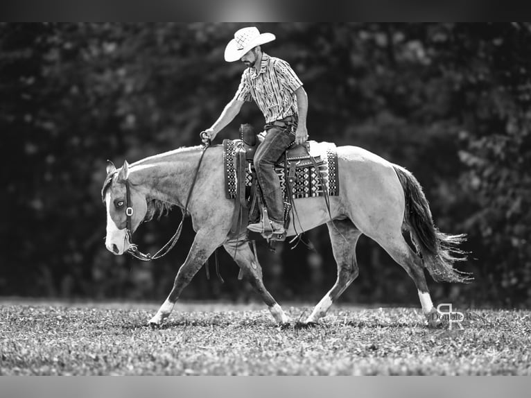 American Quarter Horse Stute 4 Jahre 152 cm Falbe in Lyles, TN