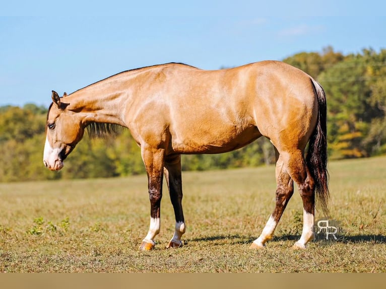 American Quarter Horse Stute 4 Jahre 152 cm Falbe in Lyles, TN