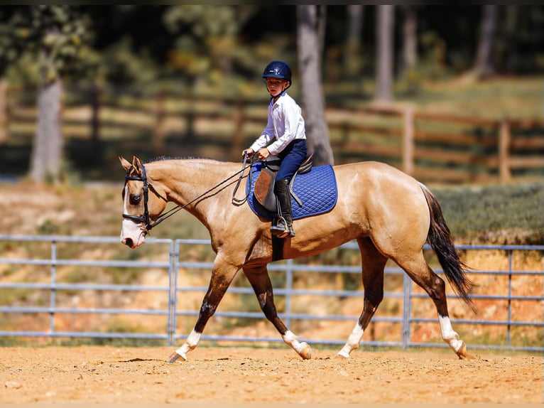American Quarter Horse Stute 4 Jahre 152 cm Falbe in Lyles, TN
