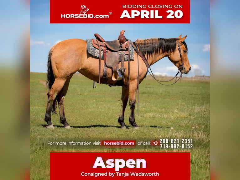 American Quarter Horse Stute 4 Jahre 152 cm Falbe in Saint Anthony
