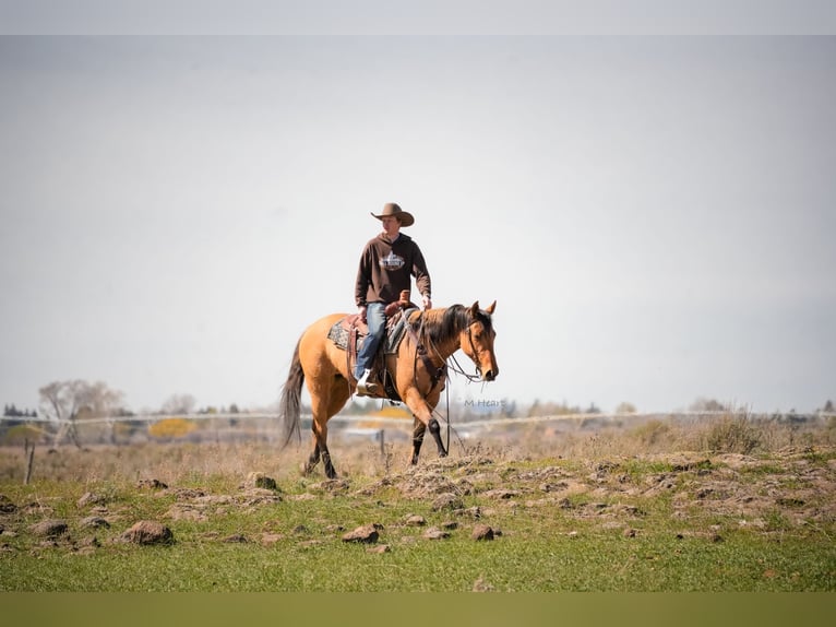 American Quarter Horse Stute 4 Jahre 152 cm Falbe in Saint Anthony