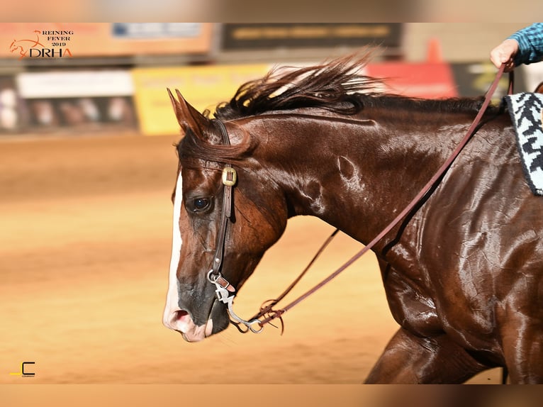 American Quarter Horse Stute 4 Jahre 152 cm Fuchs in Kranenburg