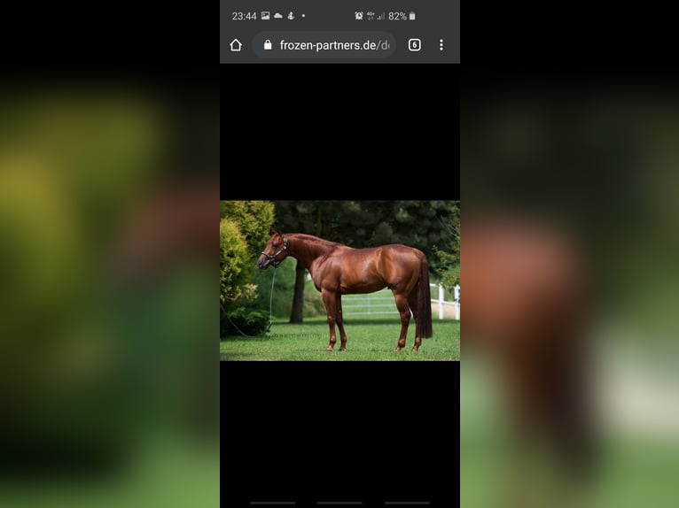 American Quarter Horse Stute 4 Jahre 152 cm Fuchs in Kranenburg