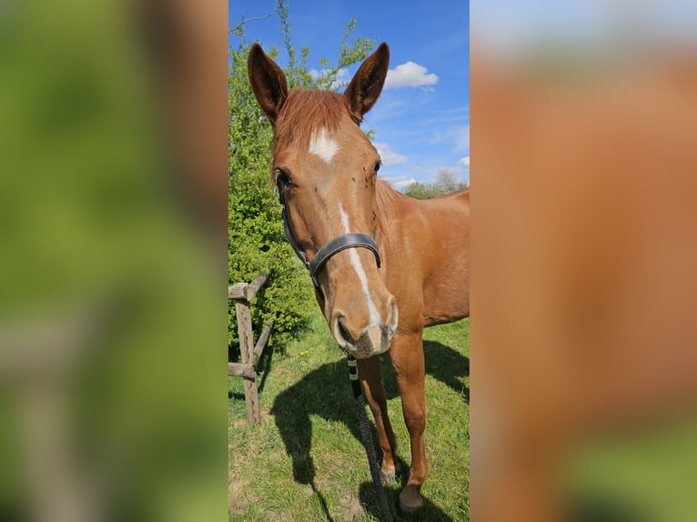 American Quarter Horse Stute 4 Jahre 152 cm Fuchs in Kranenburg