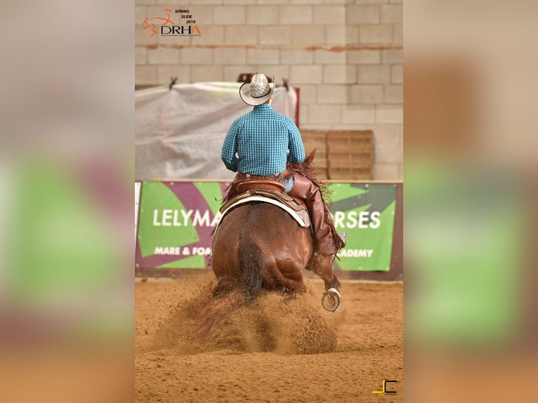 American Quarter Horse Stute 4 Jahre 152 cm Fuchs in Kranenburg