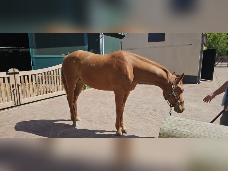 American Quarter Horse Stute 4 Jahre 152 cm Fuchs in Kranenburg