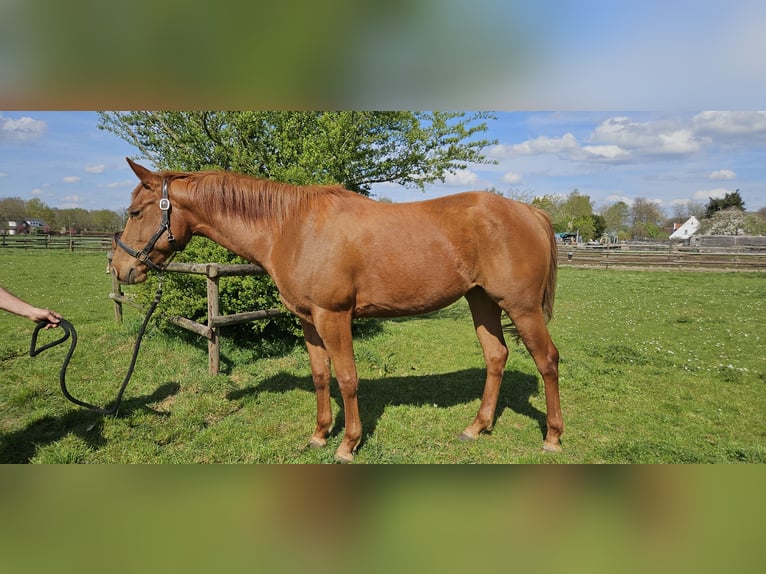 American Quarter Horse Stute 4 Jahre 152 cm Fuchs in Kranenburg