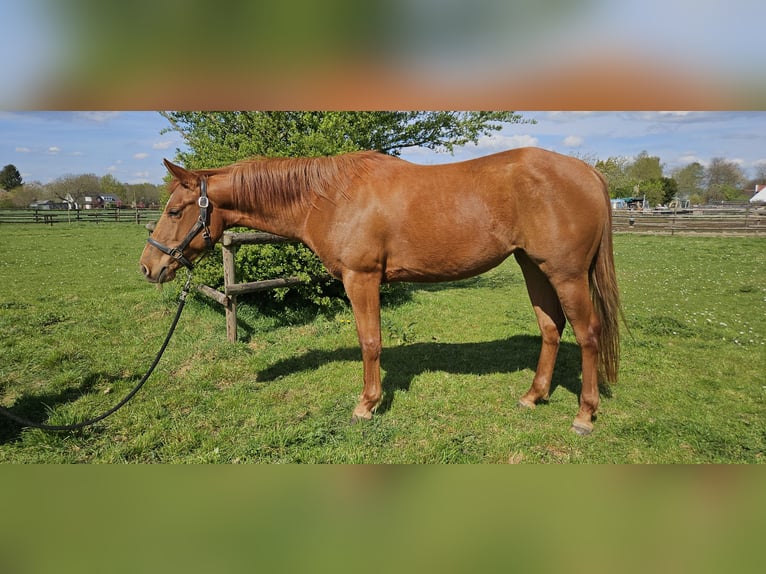 American Quarter Horse Stute 4 Jahre 152 cm Fuchs in Kranenburg