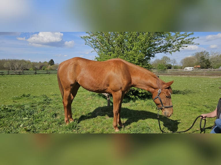American Quarter Horse Stute 4 Jahre 152 cm Fuchs in Kranenburg