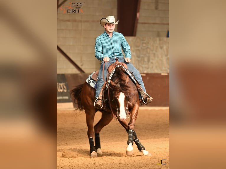 American Quarter Horse Stute 4 Jahre 152 cm Fuchs in Kranenburg