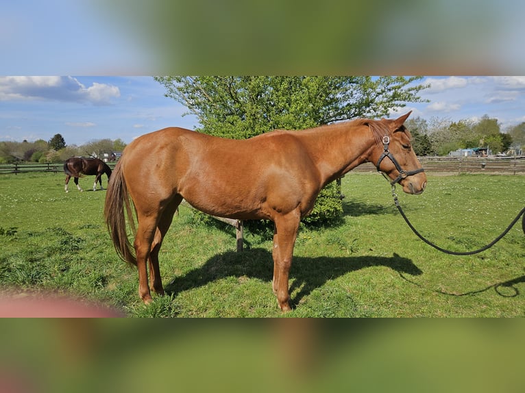 American Quarter Horse Stute 4 Jahre 152 cm Fuchs in Kranenburg