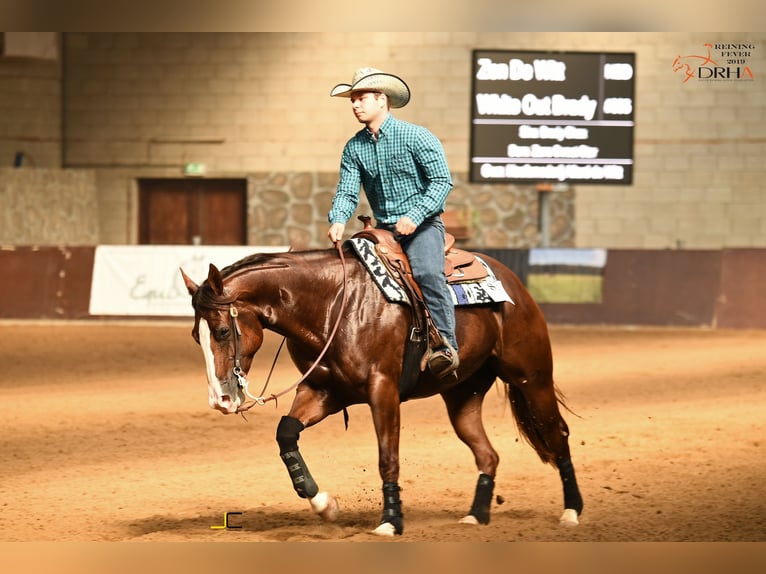 American Quarter Horse Stute 4 Jahre 152 cm Fuchs in Kranenburg